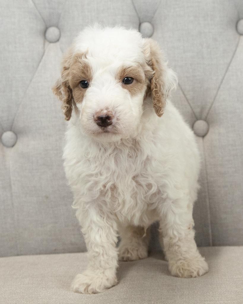Mini F1B Goldendoodle - Male