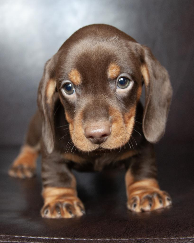 Mini Dachshund - Male