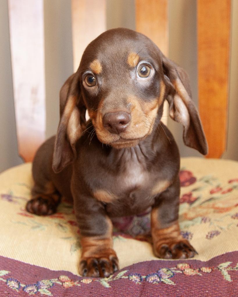Mini Dachshund - Male
