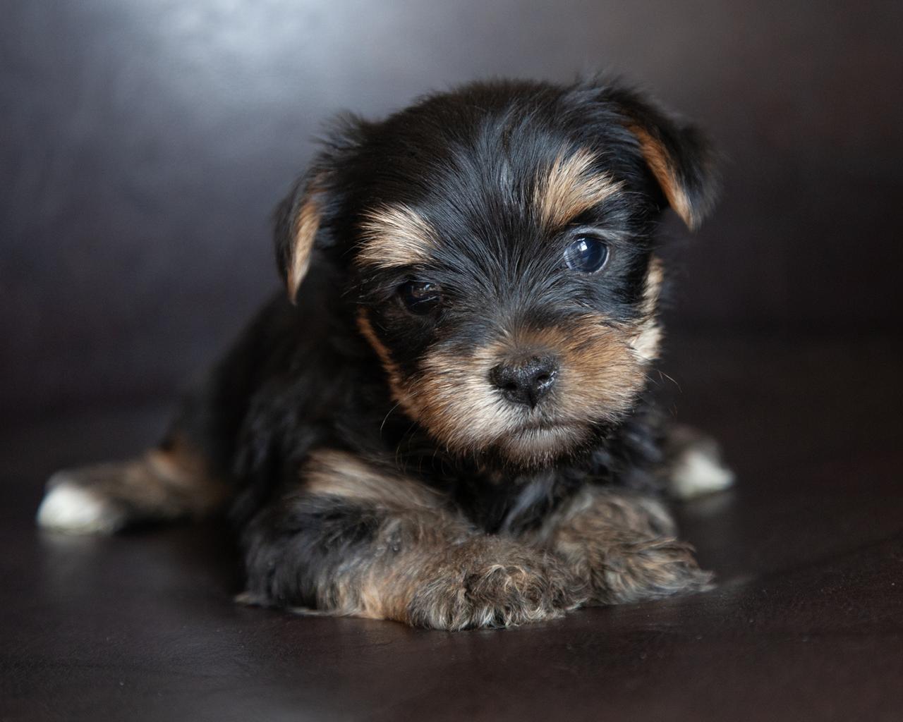 Yorkshire Terrier - Female