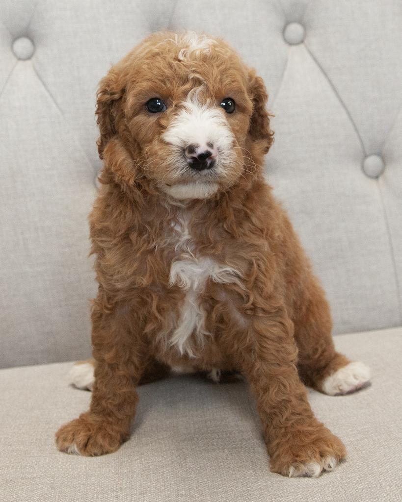 Mini F1B Goldendoodle - Male