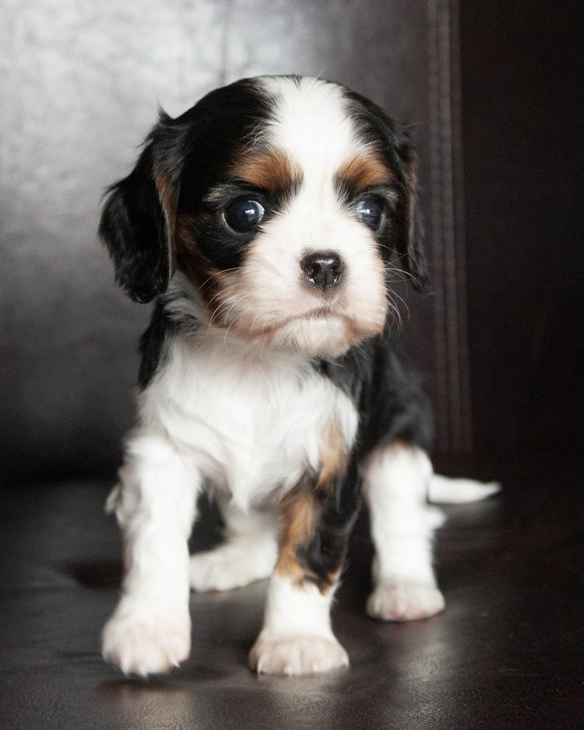 Cavalier King Charles Spaniel - Male