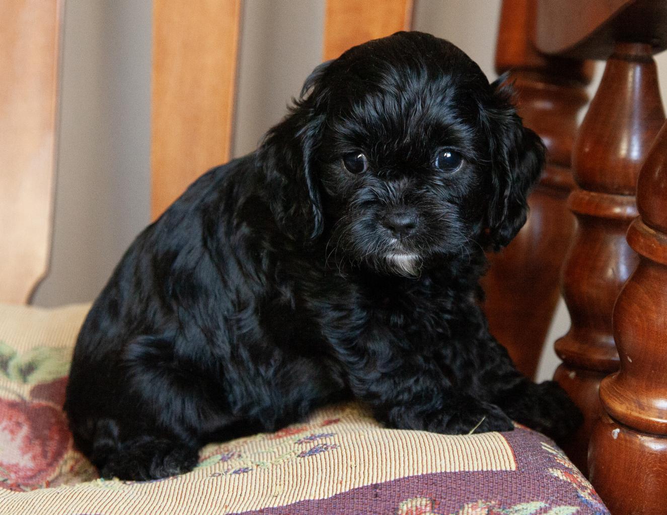 Cavapoo - Male