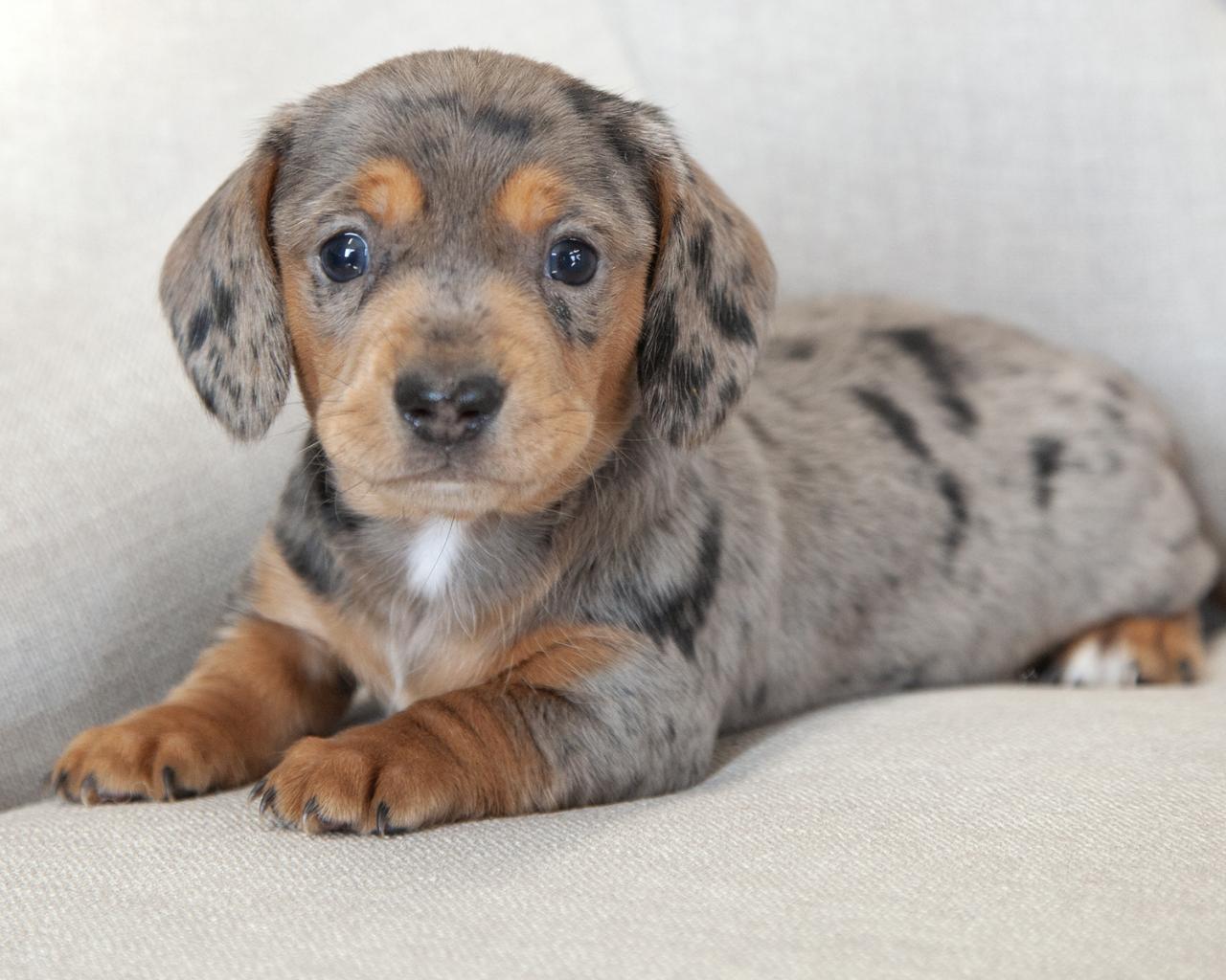 Mini Dachshund - Male