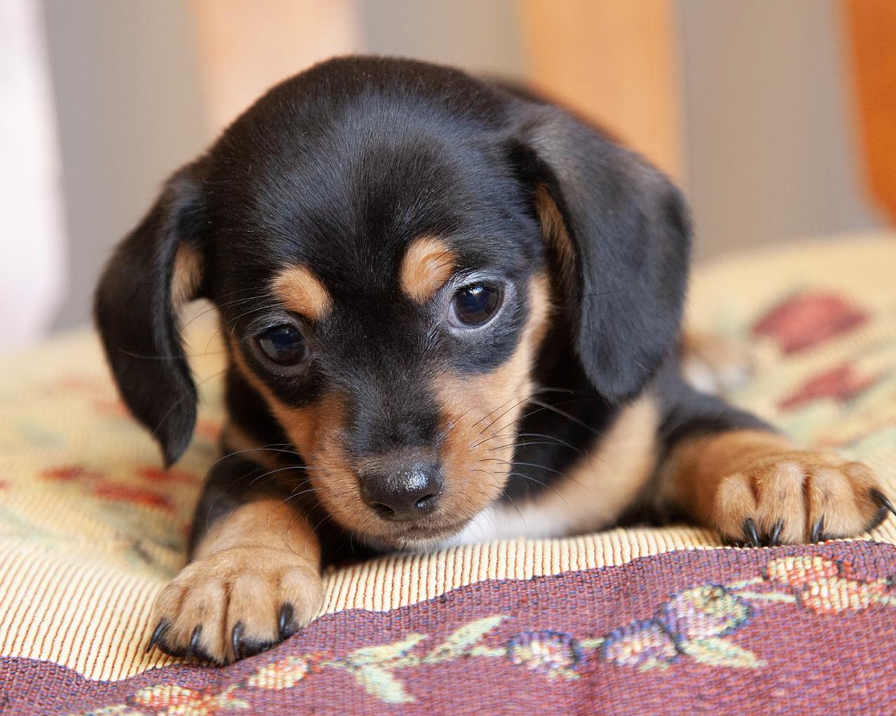 Chiweenie - Female
