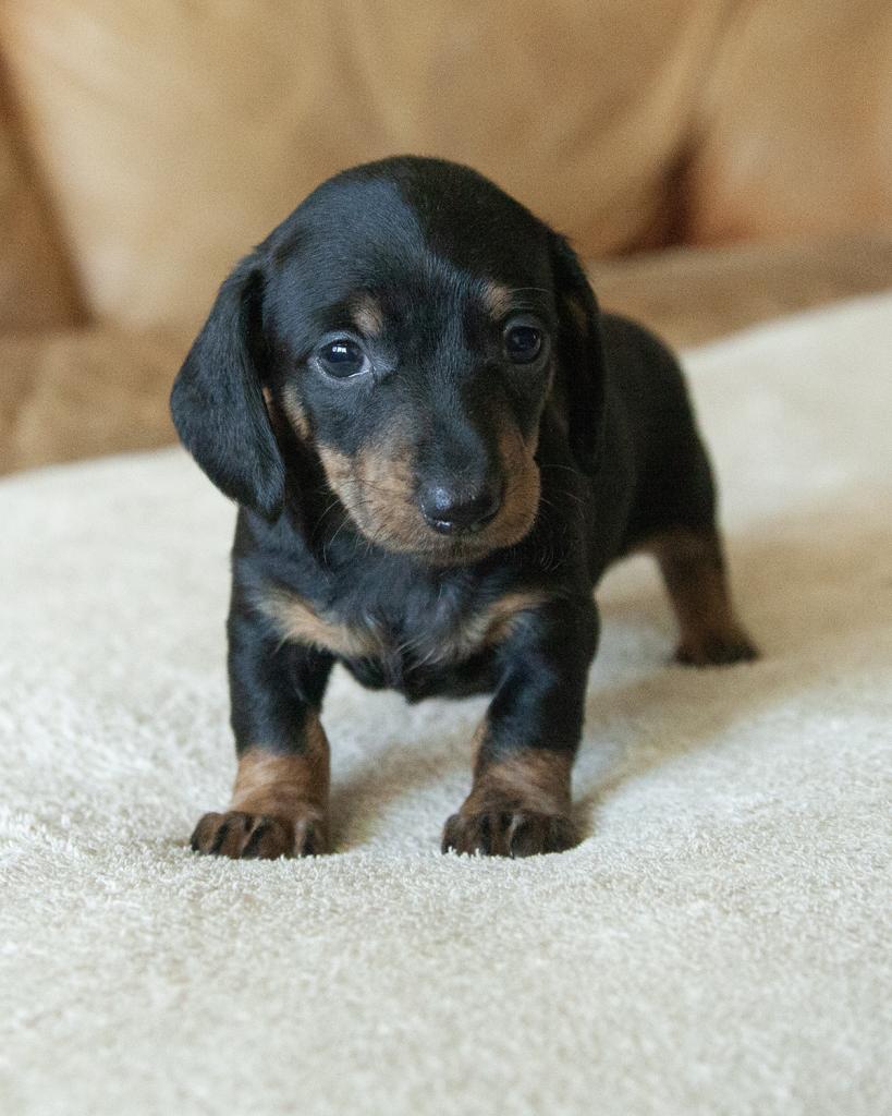 Mini Dachshund - Smooth coat - Female