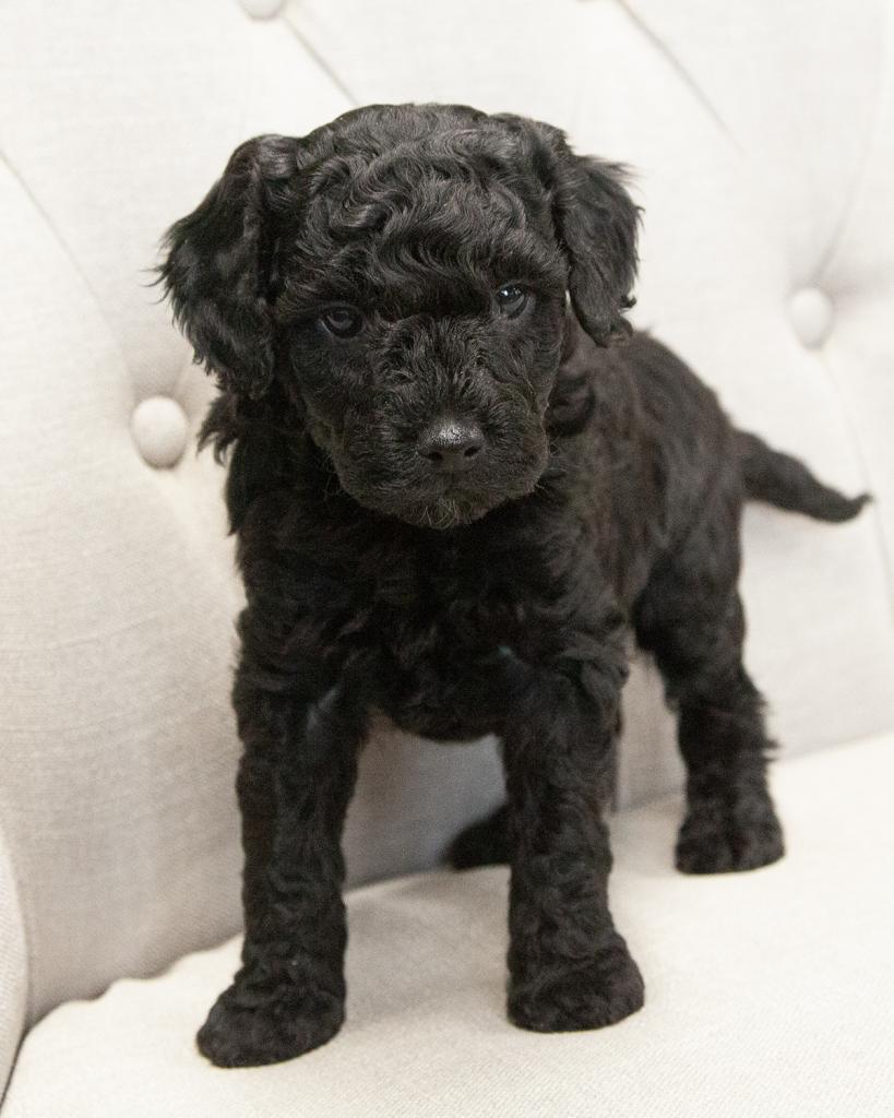 Petite F1b Goldendoodle - Female