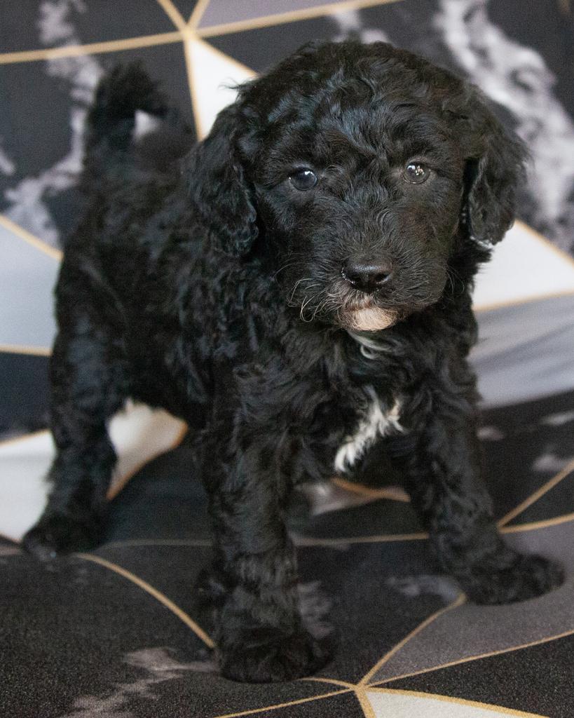 Mini F1b Goldendoodle - Male