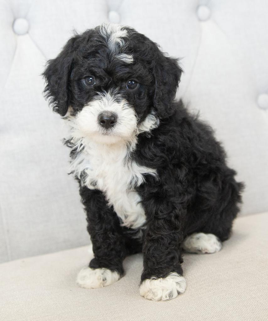 Mini F1b Goldendoodle - Male