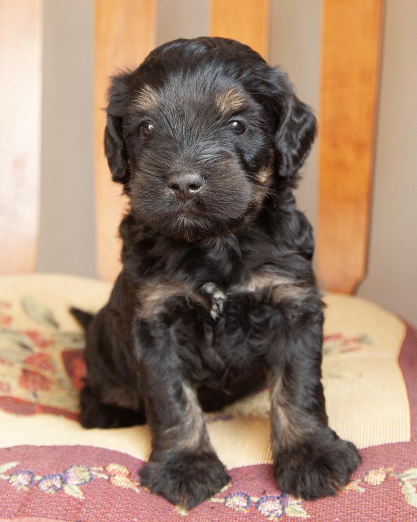 Mini Bernedoodle - Male