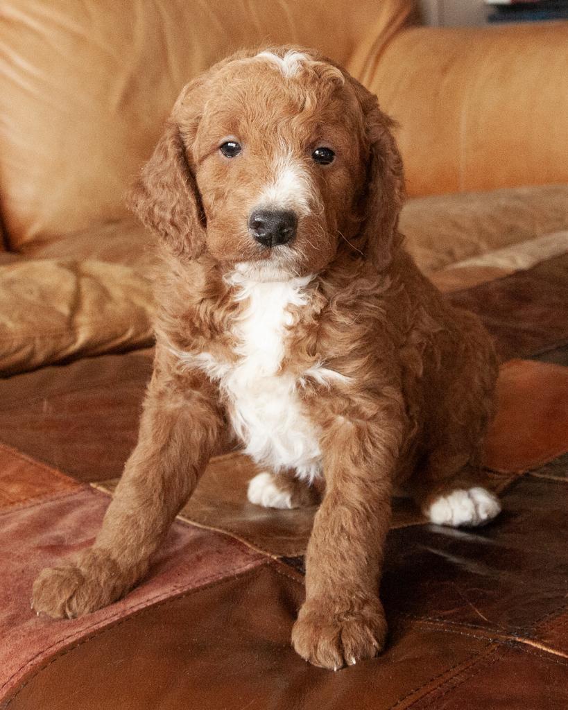Mini Irishdoodle - Male