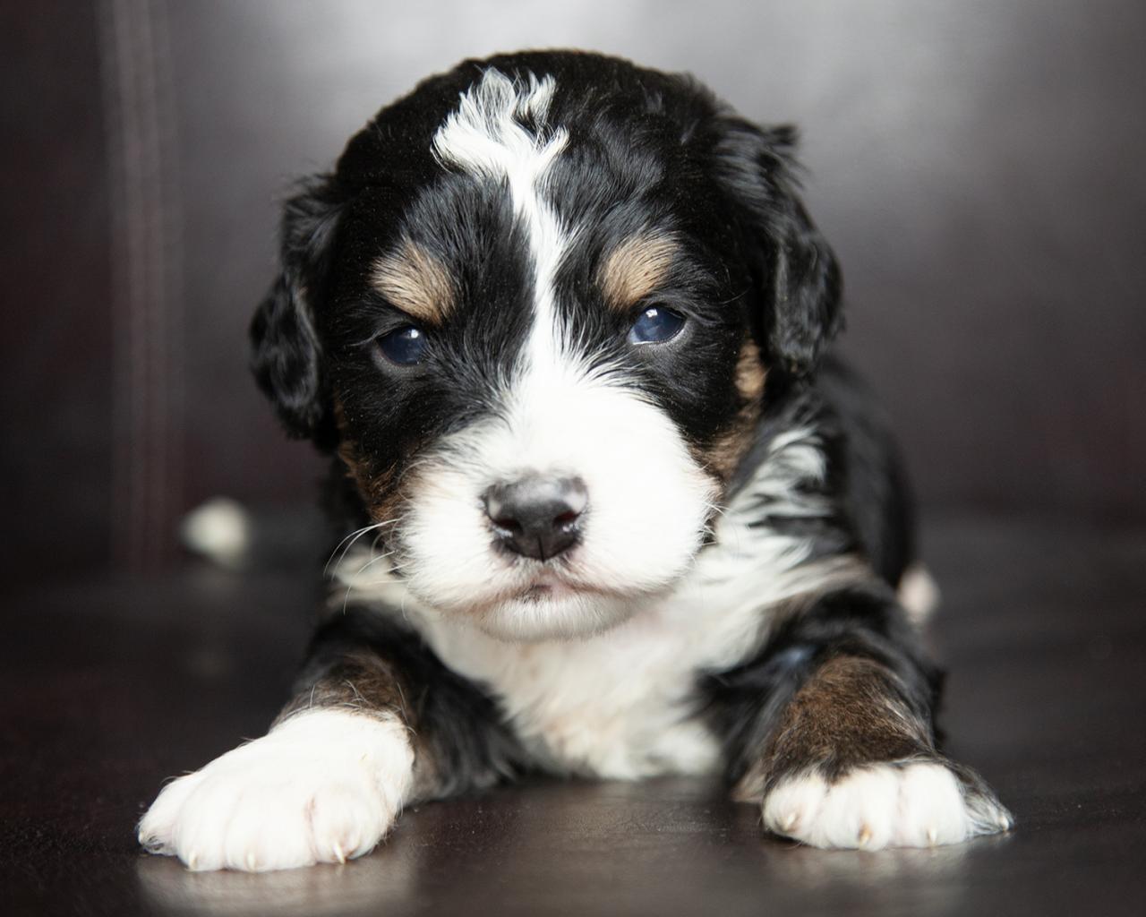 Mini F2 Bernedoodle - Male