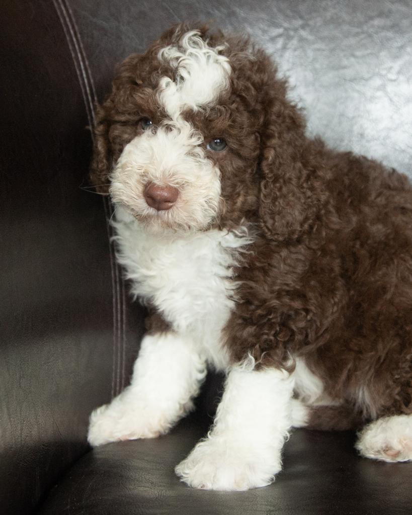 Mini Bernedoodle - Male