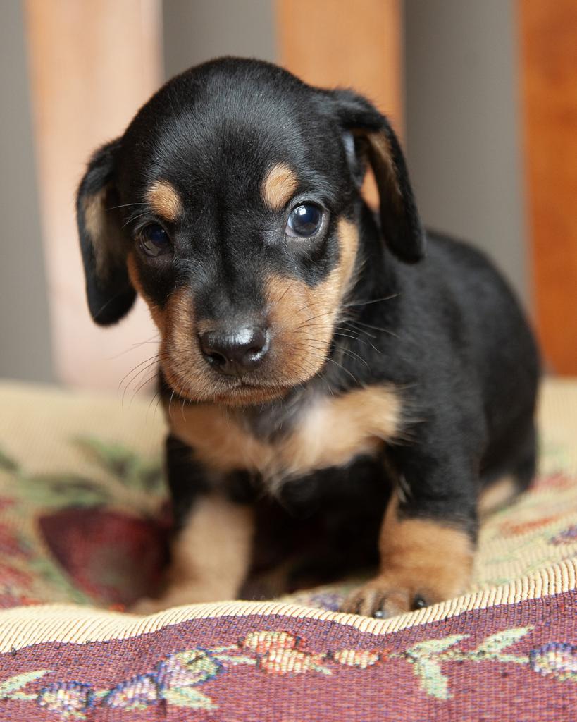 Chiweenie - Male