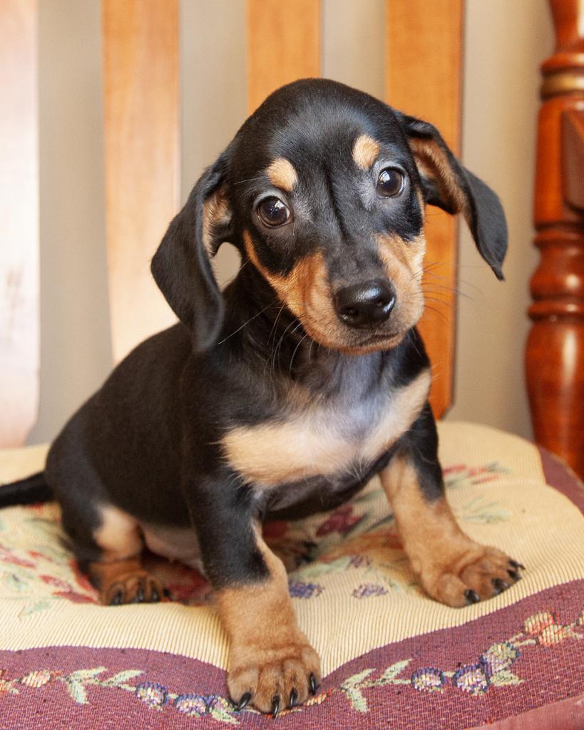Chiweenie - Male
