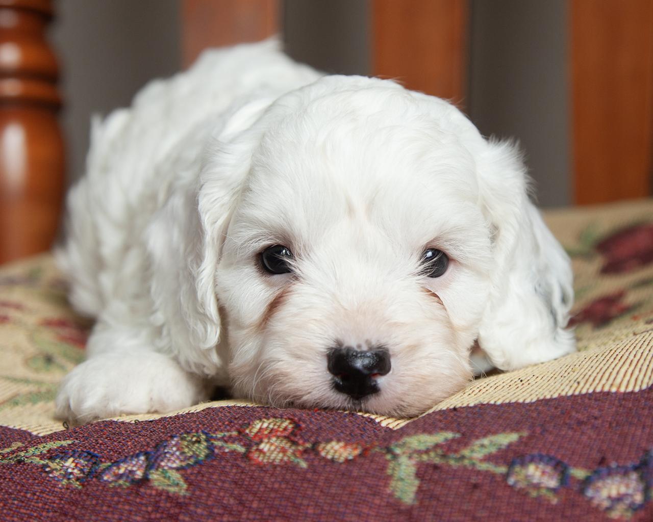 Cavapoo - Male