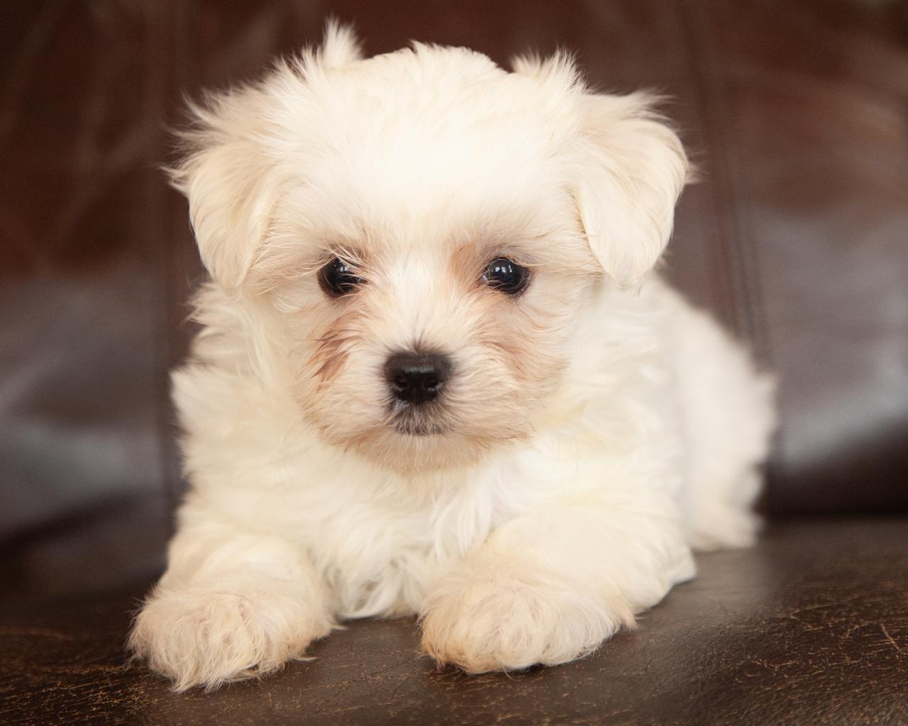 Maltese - Male