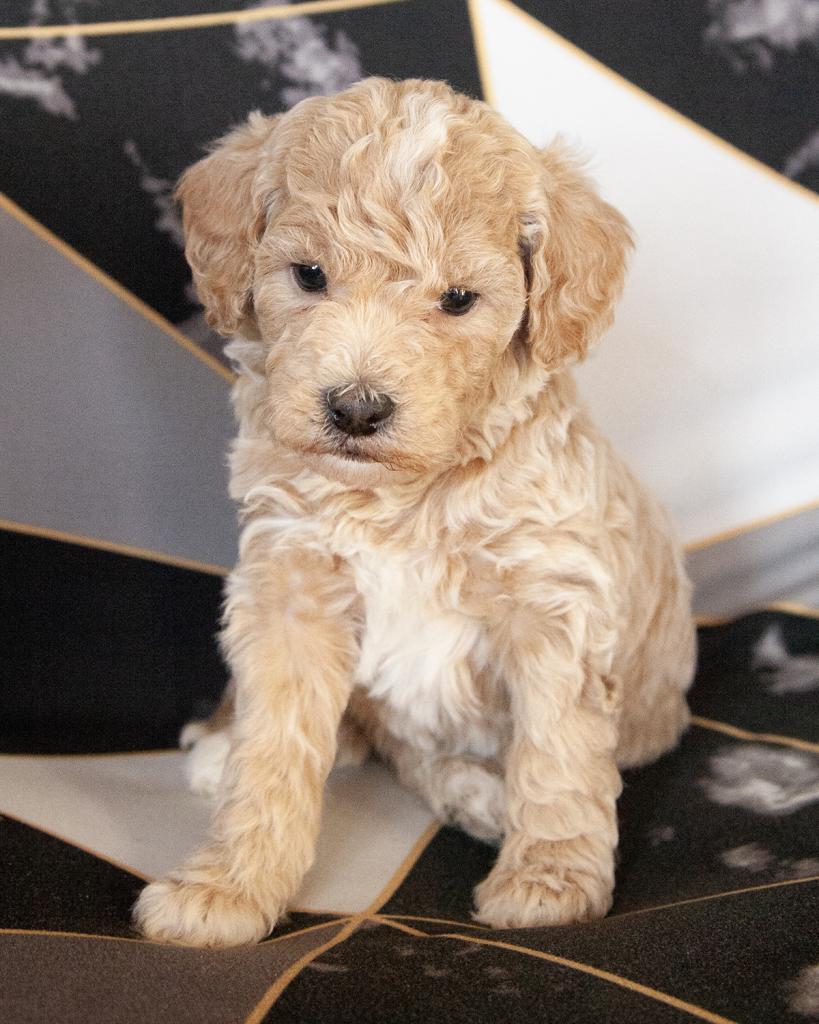 Mini F1b Goldendoodle - Female