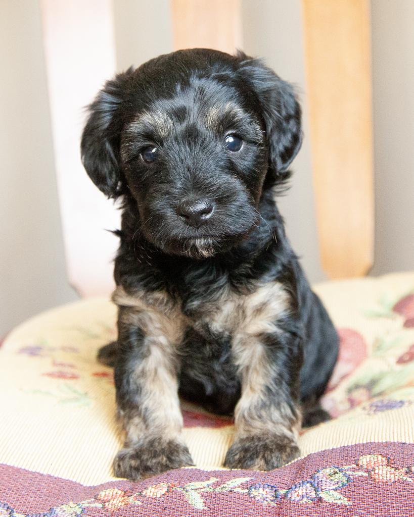 Yorkiepoo - Female