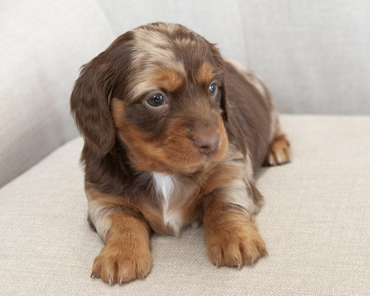 Mini Dachshund - Female