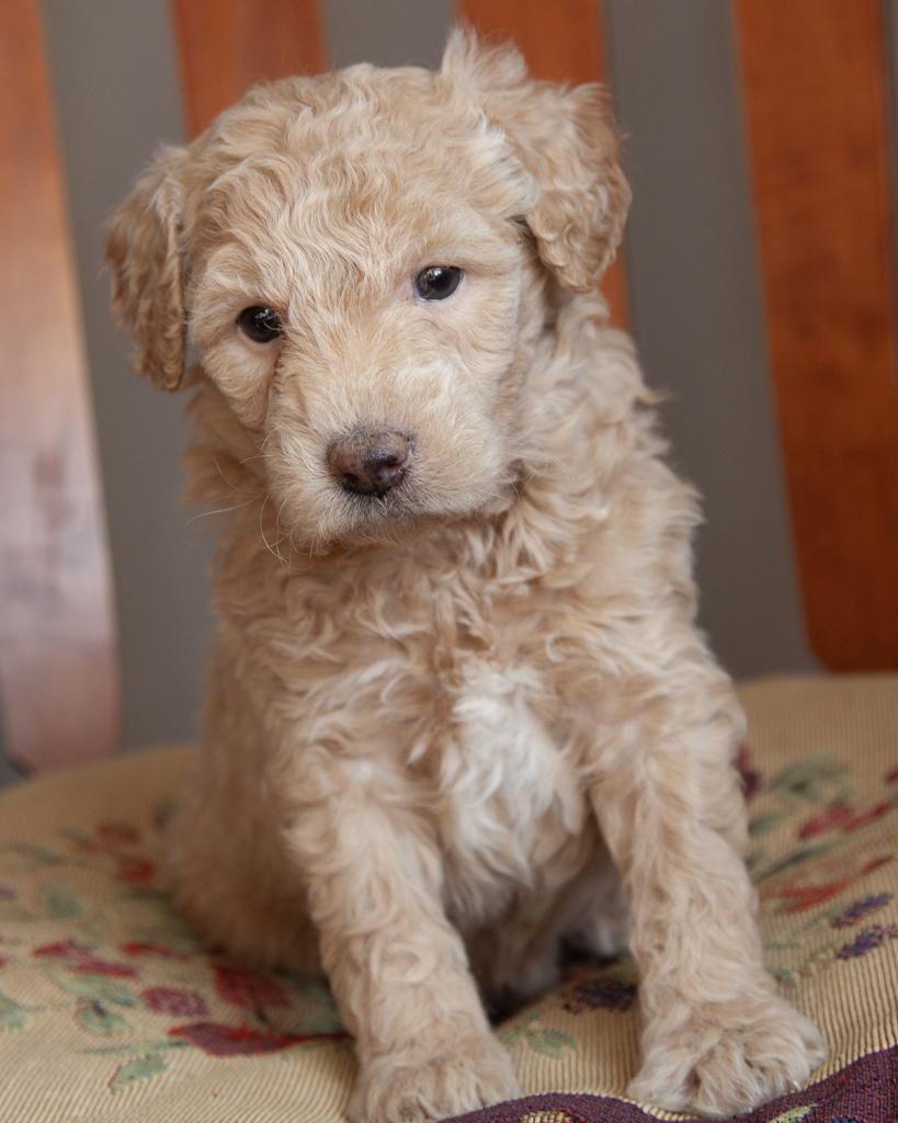 Mini Goldendoodle - Female