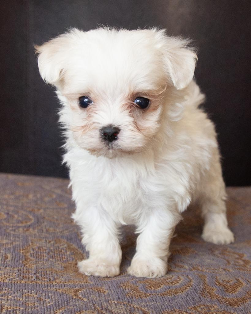 Maltese - Female