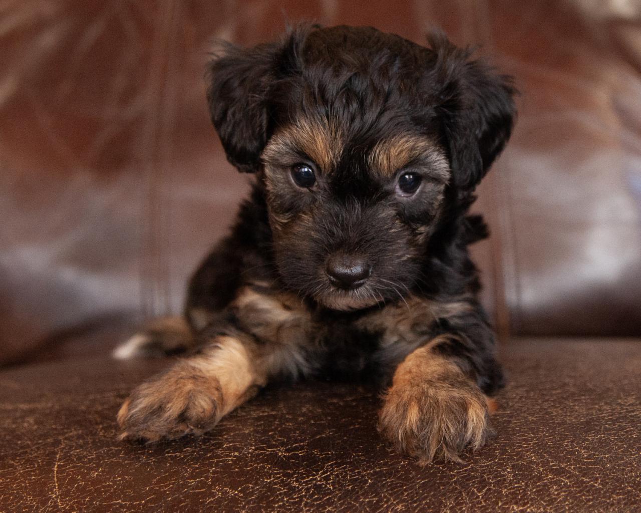 Yorkiepoo - Female