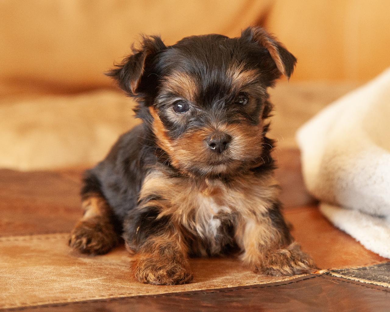 Yorkshire Terrier - Female