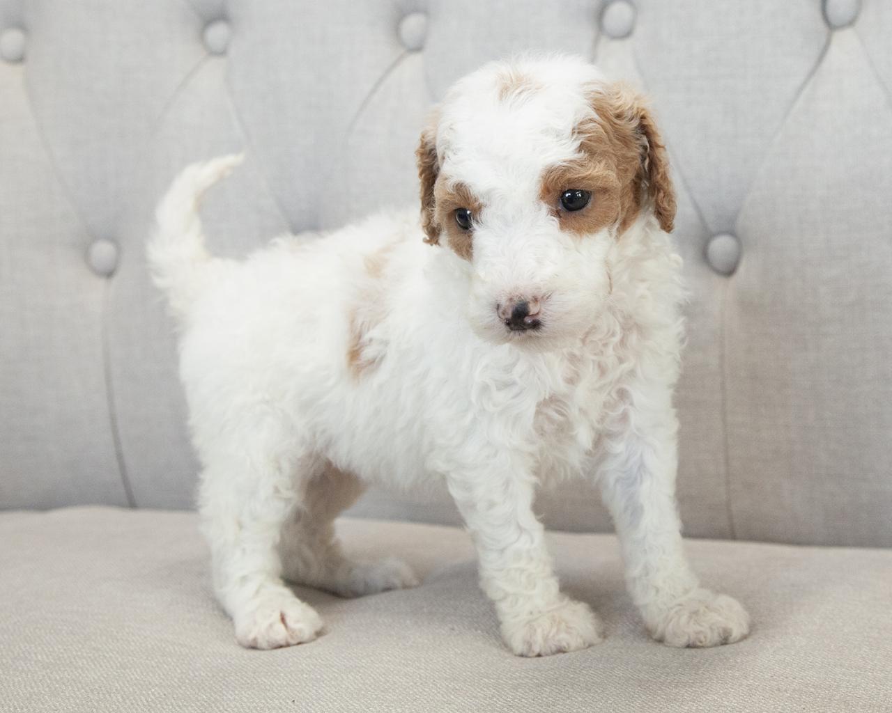 Mini F1B Goldendoodle - Female