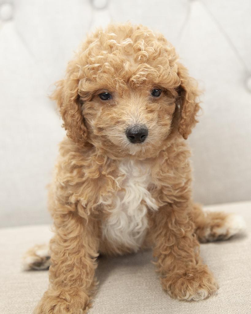 Mini Goldendoodle - Male