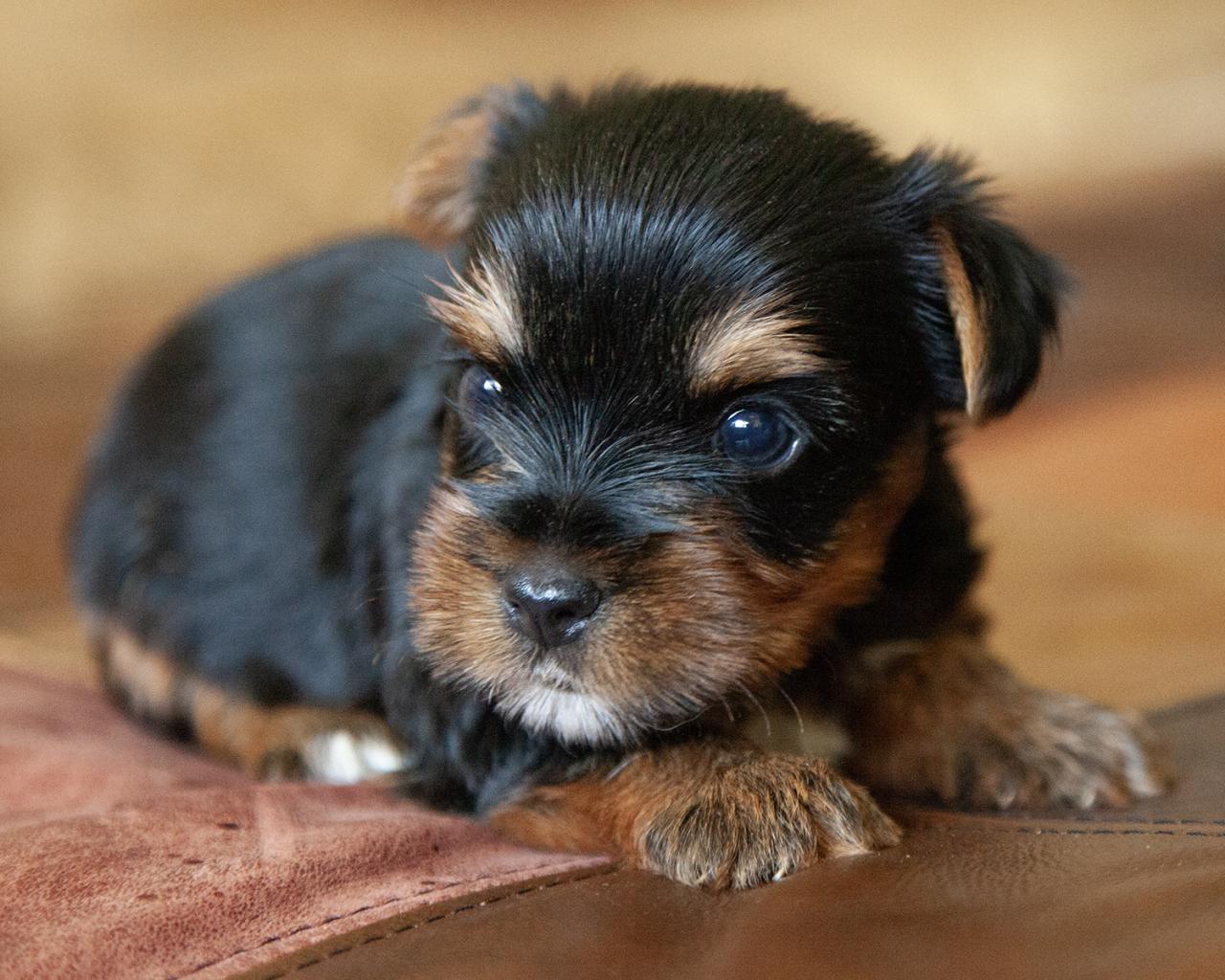 Yorkshire Terrier - Male