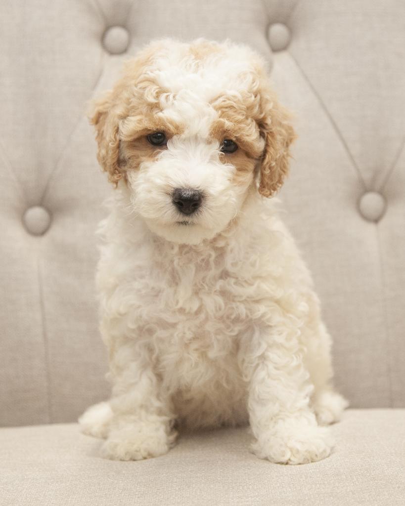Mini F1B Goldendoodle - Male