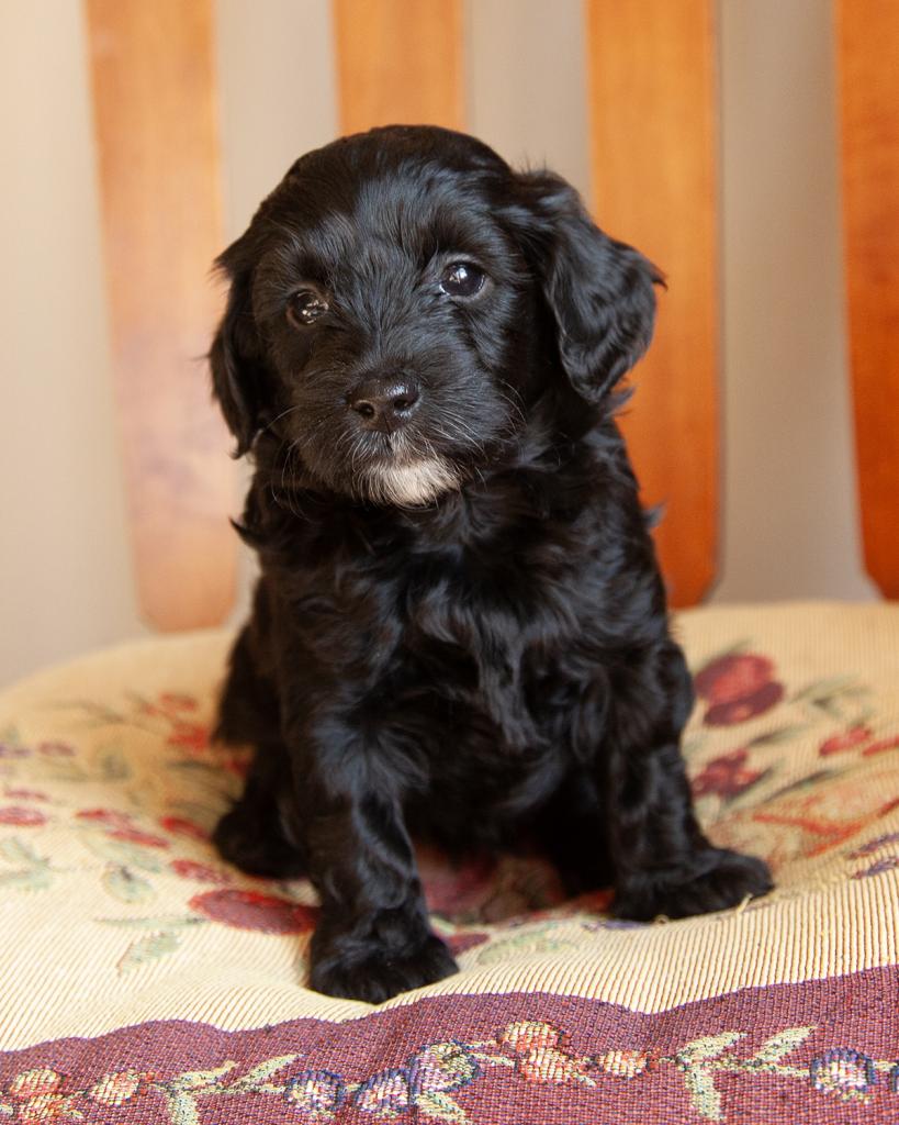 Petite F1b Goldendoodle - Female