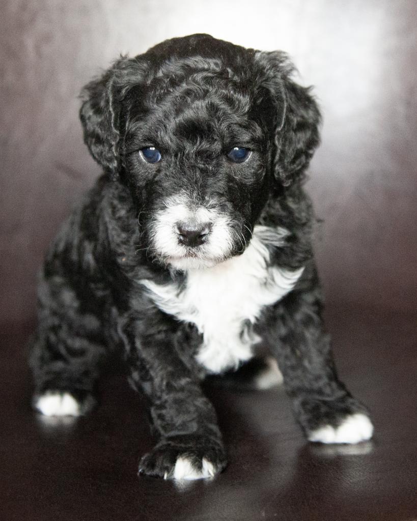 Mini F1B Goldendoodle - Male