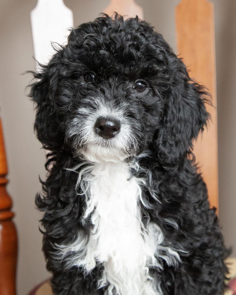 Mini F1B Goldendoodle - Male