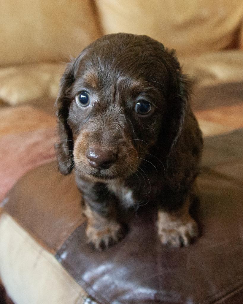 Mini Dachshund - Female