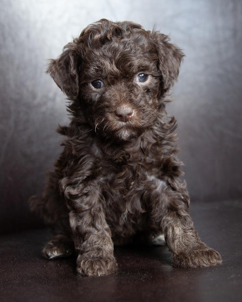 Mini Poodle - Female