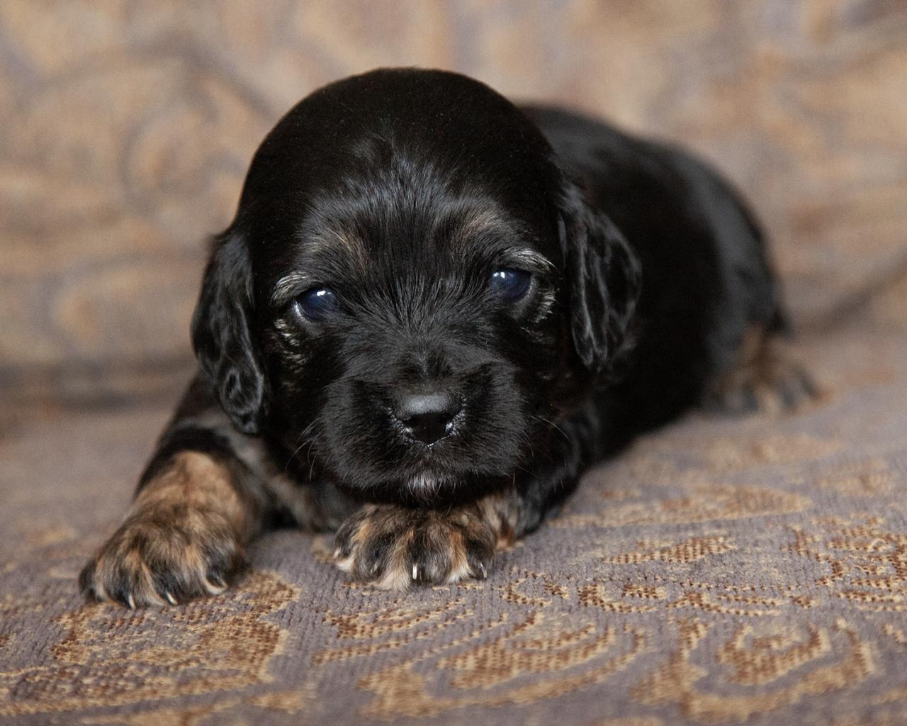 Cavapoo - Male