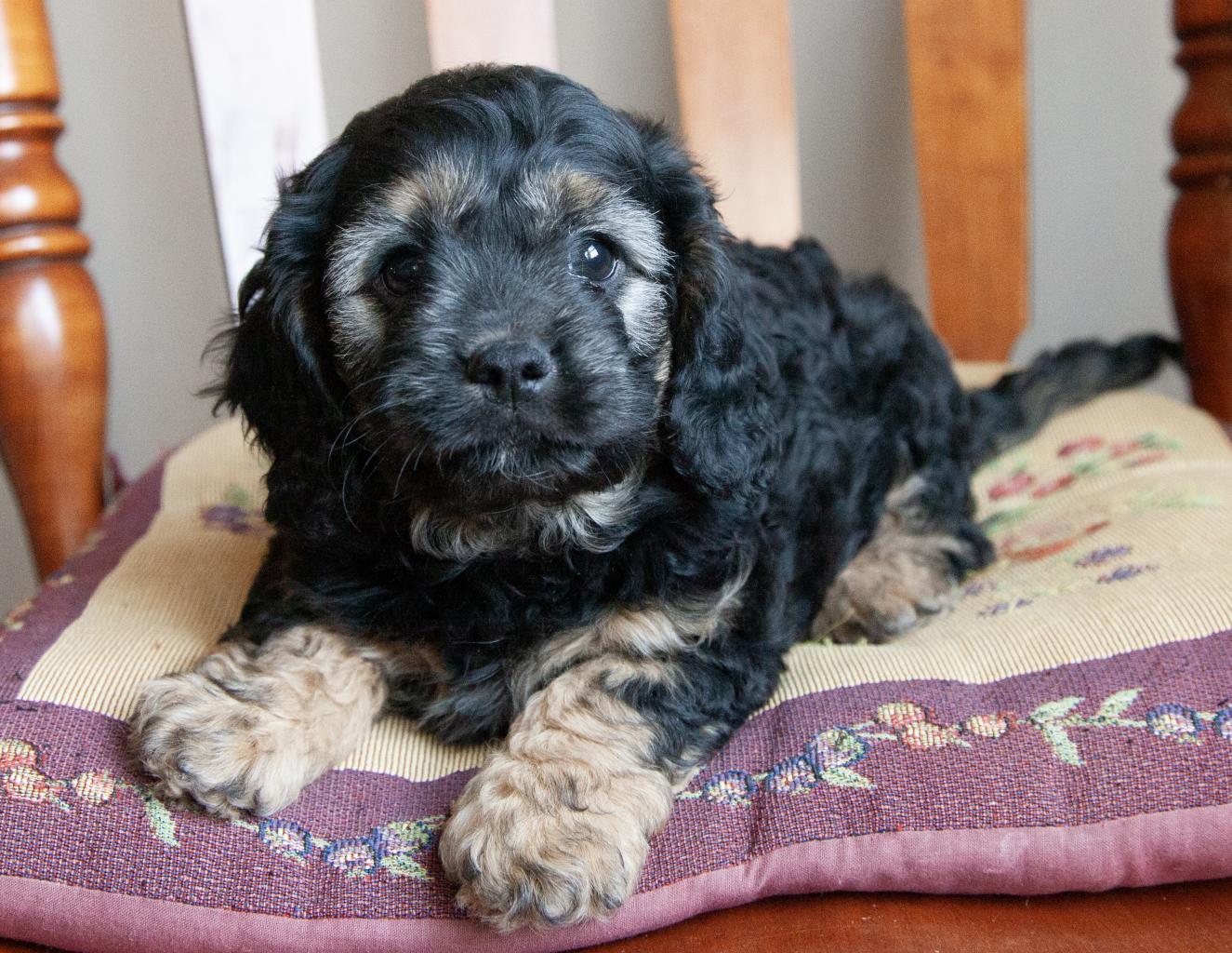Cavapoo - Male