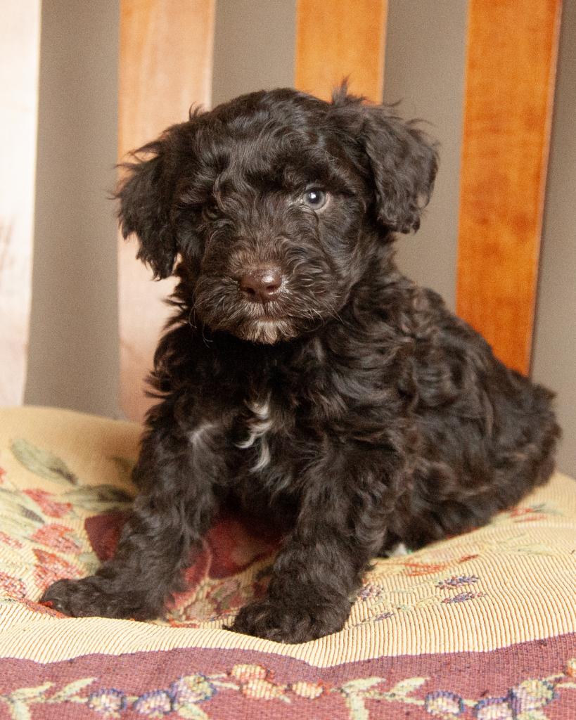 Mini Goldendoodle - Male