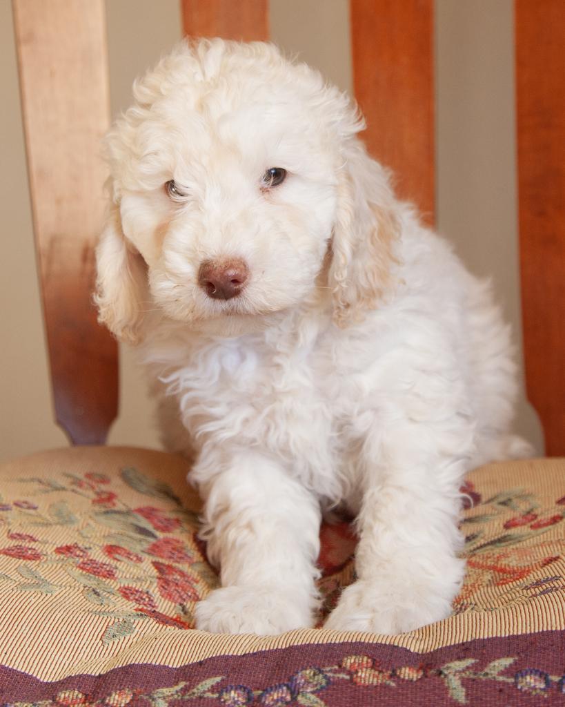 Mini Goldendoodle - Male
