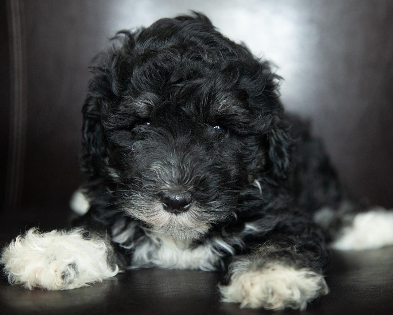 Mini Bernedoodle - Female