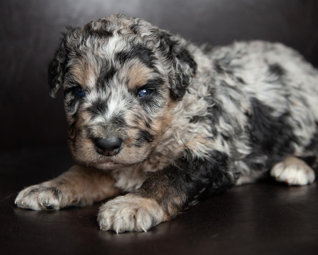 Mini F2 Bernedoodle - Female