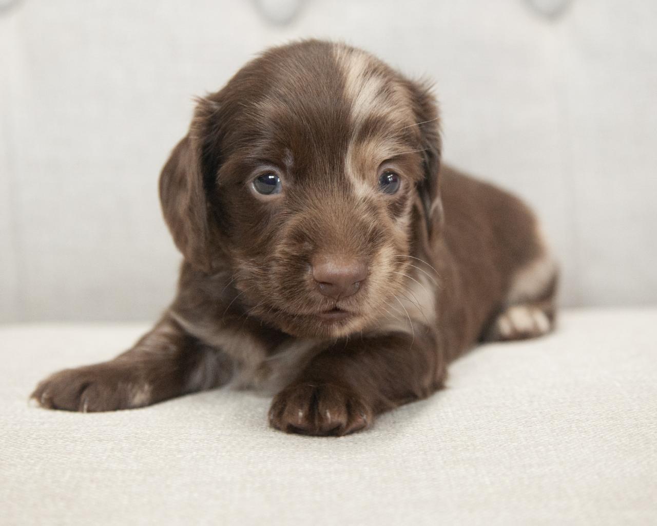 Mini Dachshund - Male