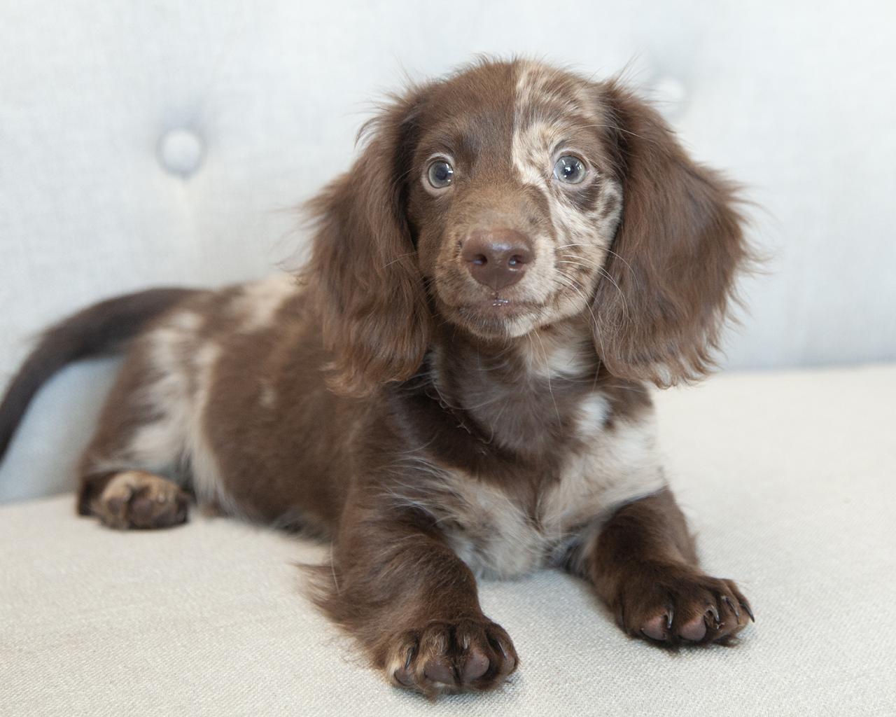 Mini Dachshund - LH - Male
