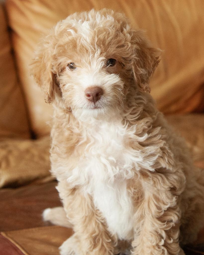 Mini Goldendoodle - Male