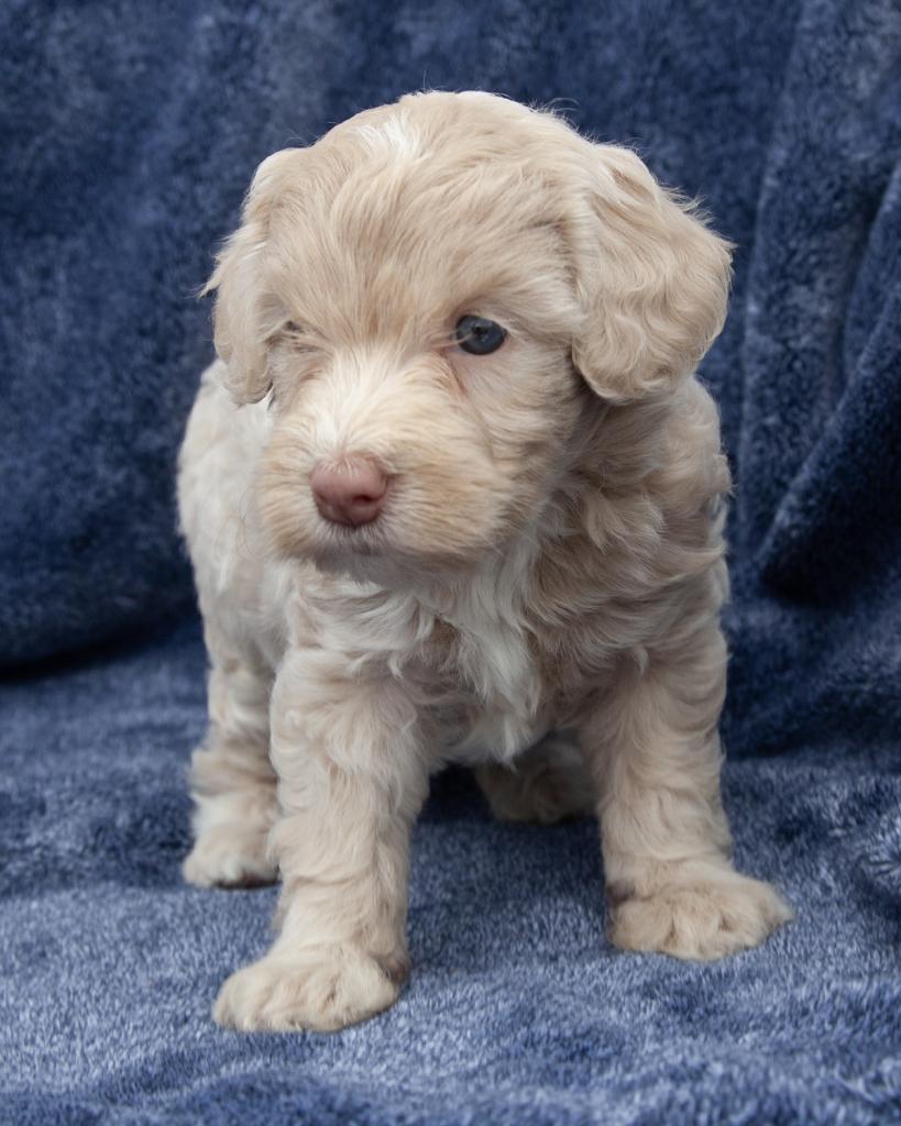 Mini Goldendoodle - Female