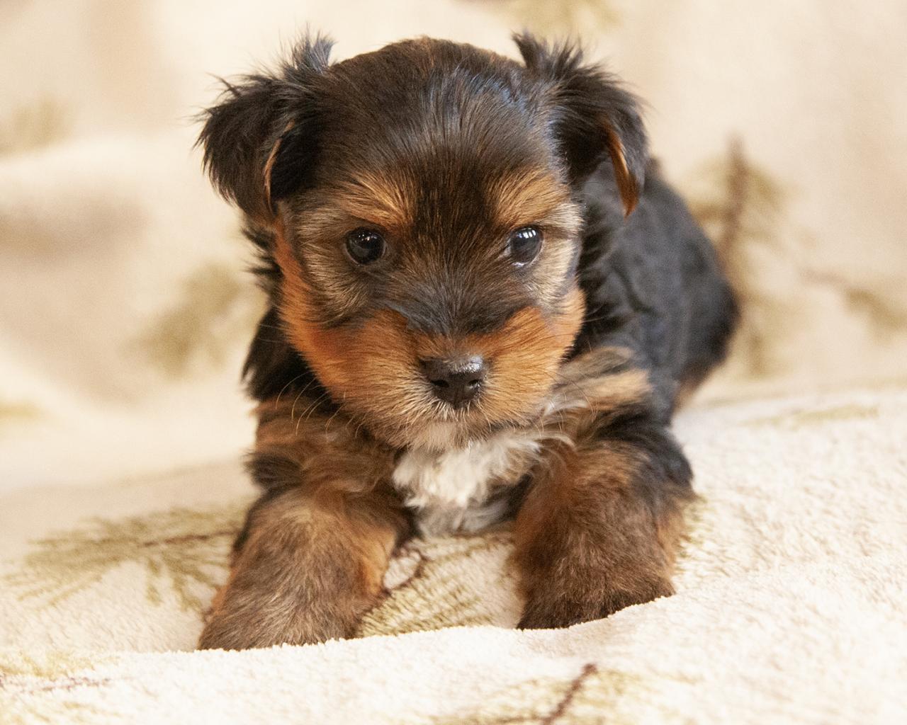 Yorkshire Terrier - Male