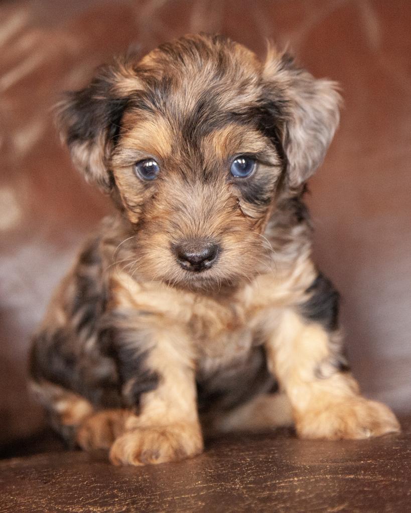 Yorkiepoo - Male