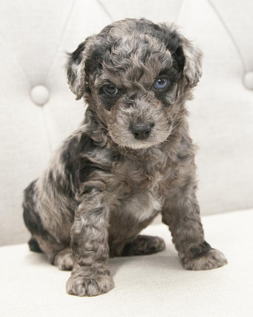 Petite F1b Goldendoodle - Male